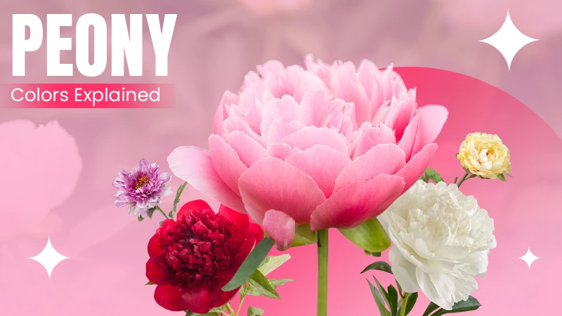 peony color explained