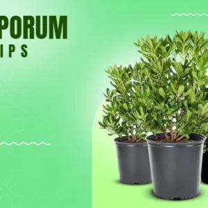 Pittosporum variegated