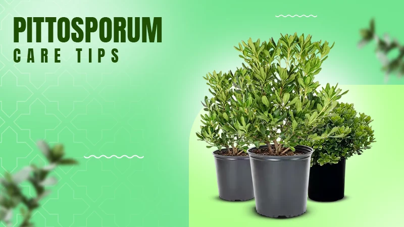 pittosporum care tips