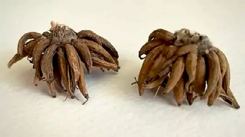 ranunculus corms 2