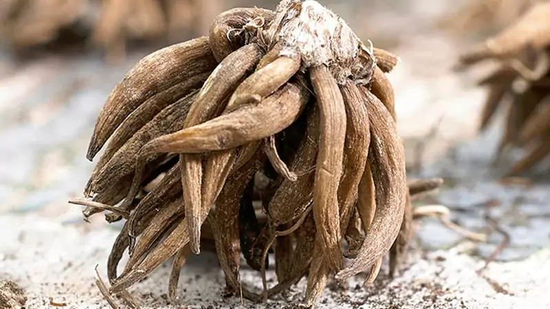 ranunculus corms 3