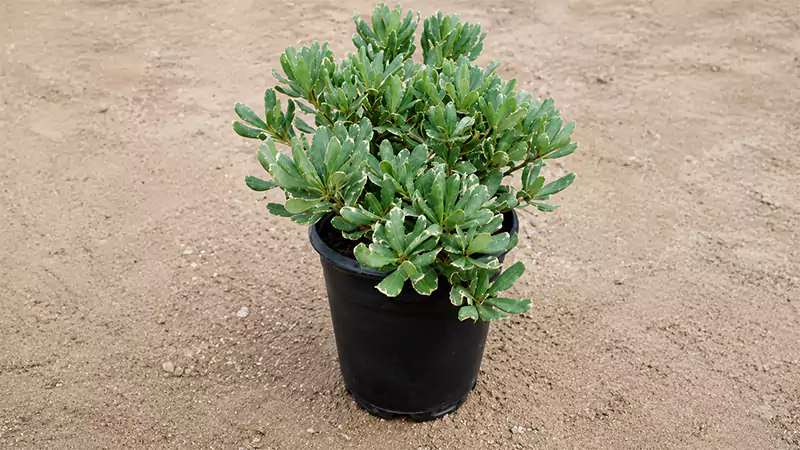 variegated pittosporum 1