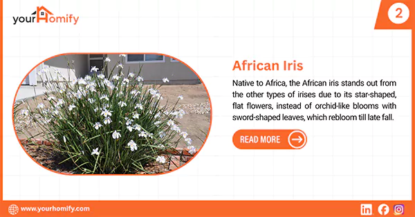 African Iris
