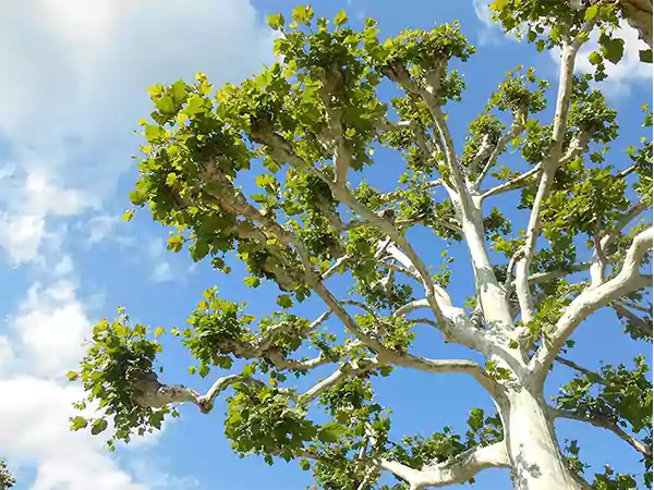 American sycamore