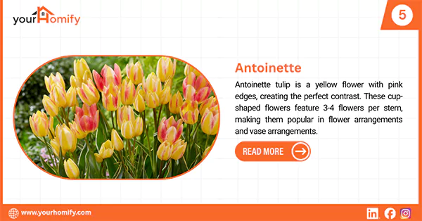 Antoinette Tulip