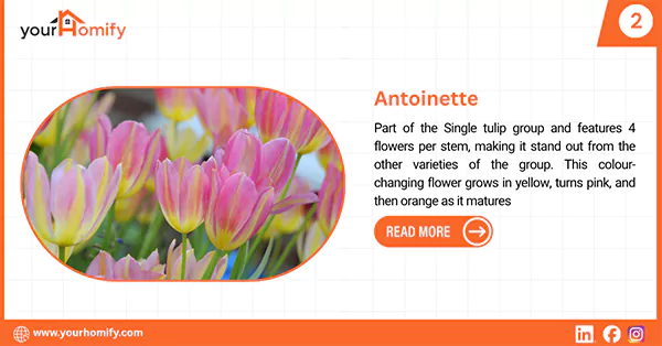 Antoinette Tulip