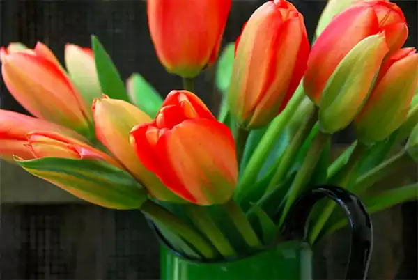 Apeldoorn Red Tulip