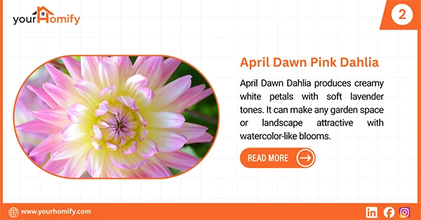 April Dawn