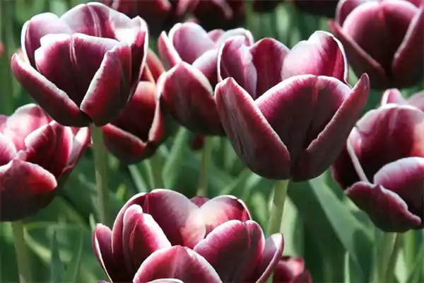 Arabian Mystery Tulipa