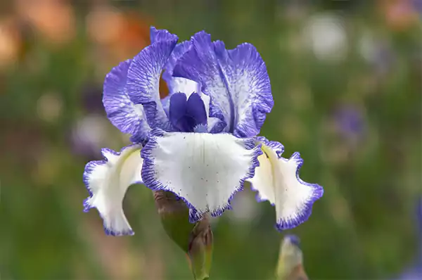 Bearded Iris