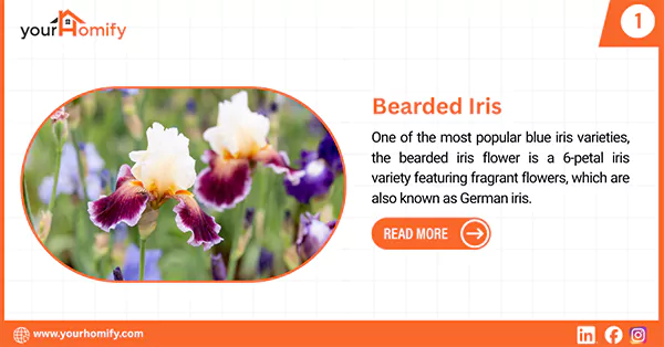 Bearded Iris