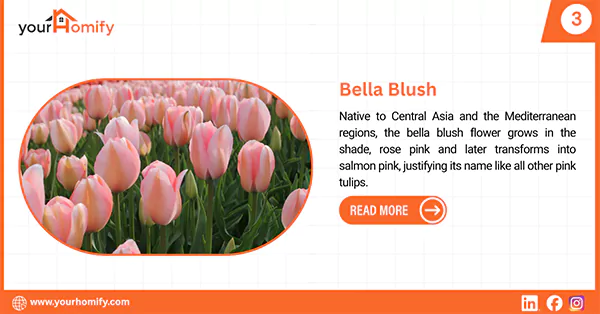 Bella Blush