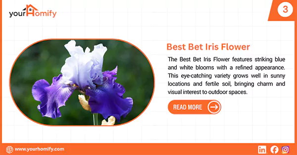 Best Bet Iris Flower