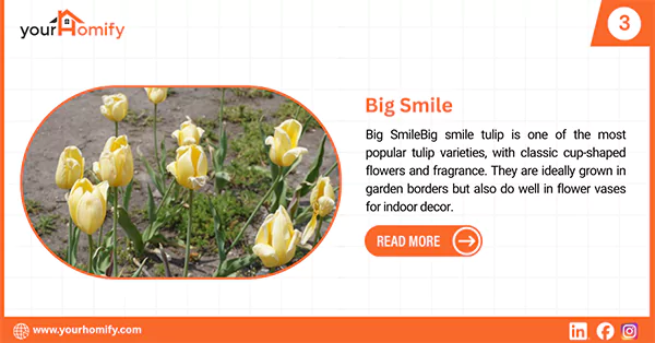 Big Smile Tulip