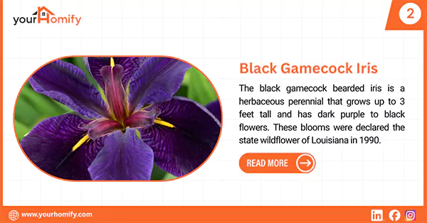 Black Gamecock Iris