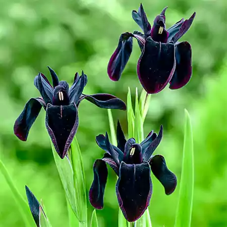 Black Iris Flower