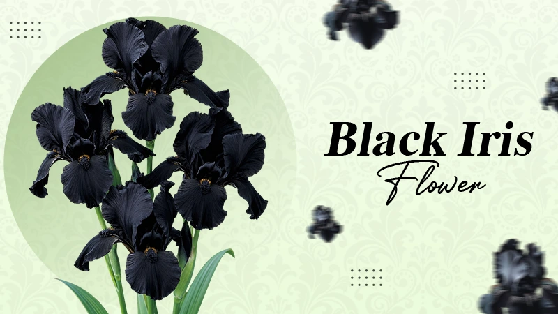 Black Iris Flower