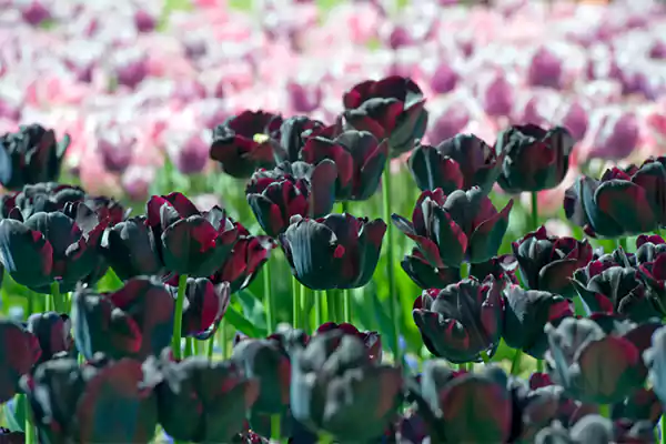 Black Tulips