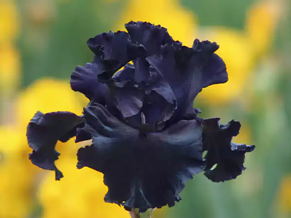 Black iris flower meaning