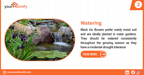 Black iris watering