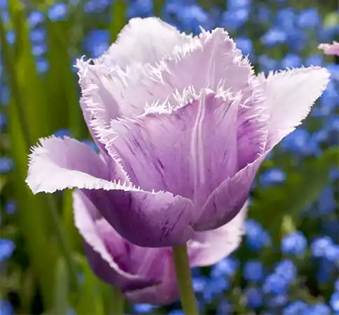 Blue Heron Tulip