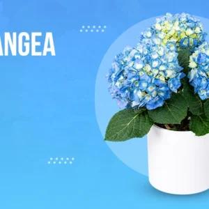 Blue Hydrangea Flowers: A Deciduous Flowering Shrub