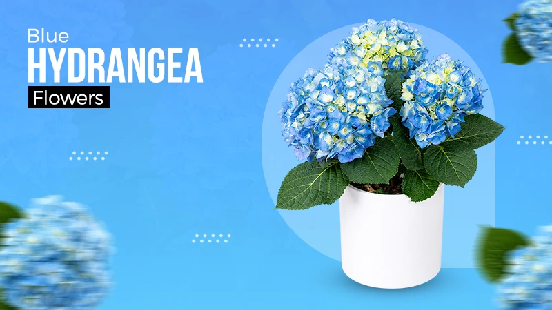 Blue Hydrangea flowers