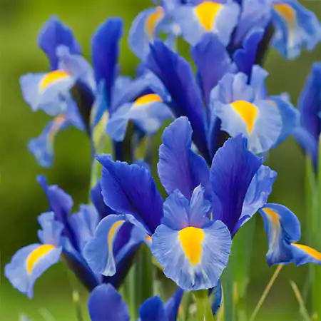 Blue Iris Flower