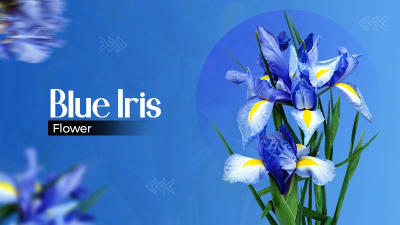Blue Iris Flower