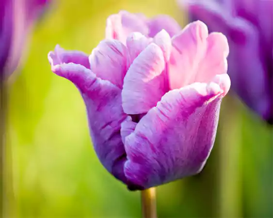 Blue Parrot Tulip