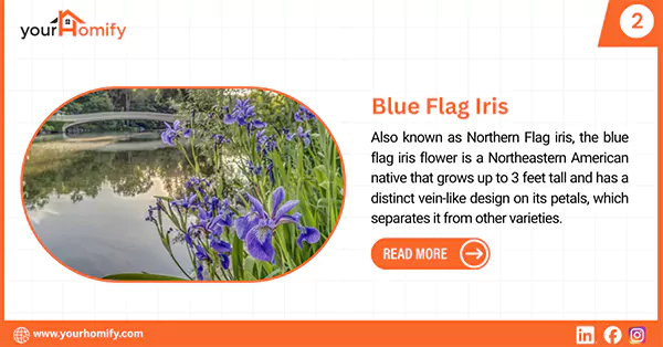 Blue flag iris