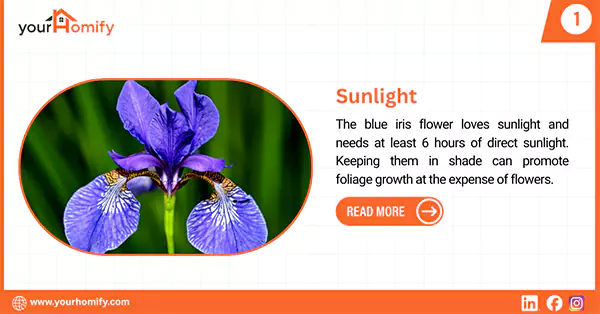Blue iris in sunlight