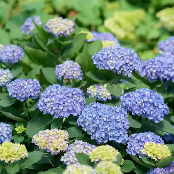 Bracted Hydrangea