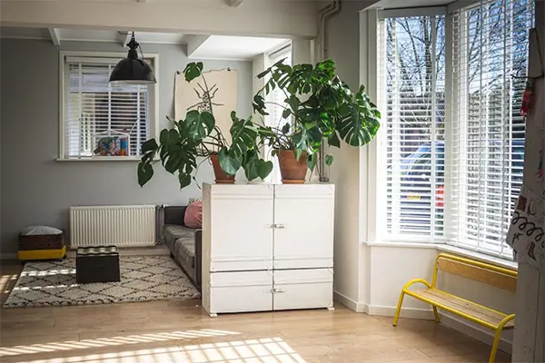 Bright sunlit living room with potted indoor plants near clean windows