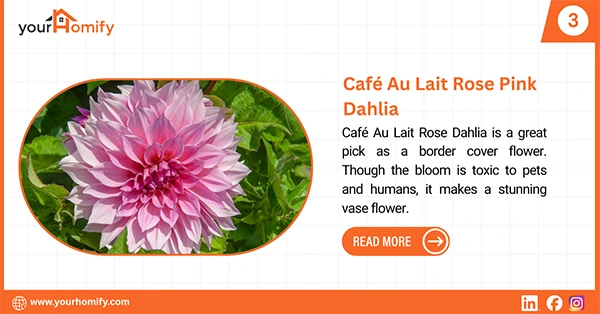 Café Au Lait Rose