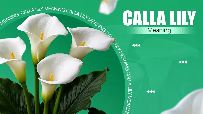 Calla-Lily-Meaning
