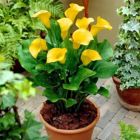 Calla Lily