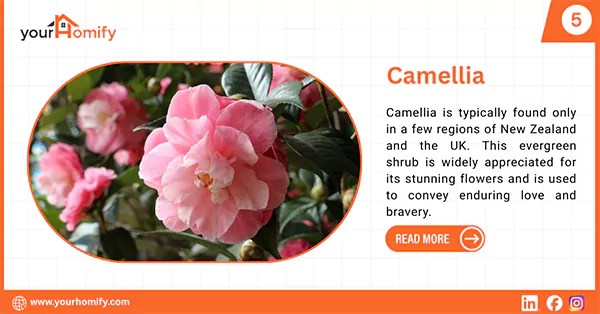 Camellia
