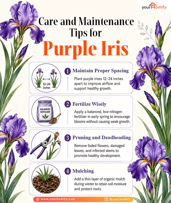 Care and Maintenance Tips for Purple Iris