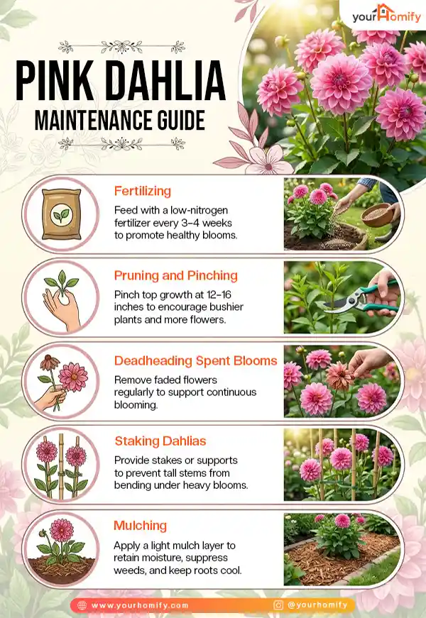 Care and Maintenance for Pink Dahlia Flowers