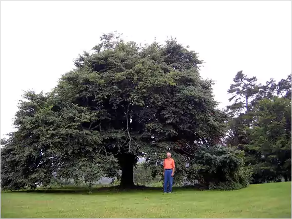 Champion tree in residential properties