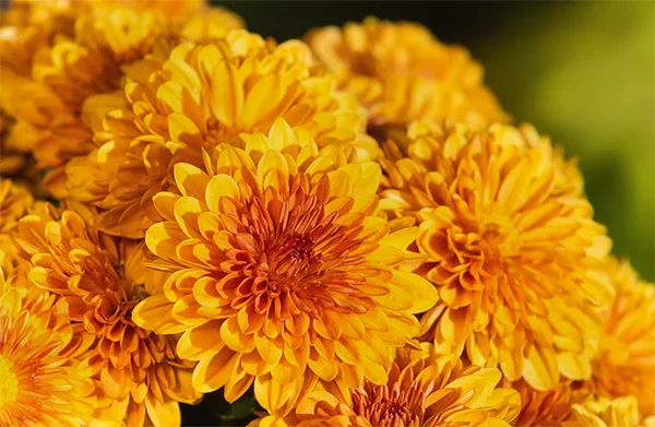 Chrysanthemums