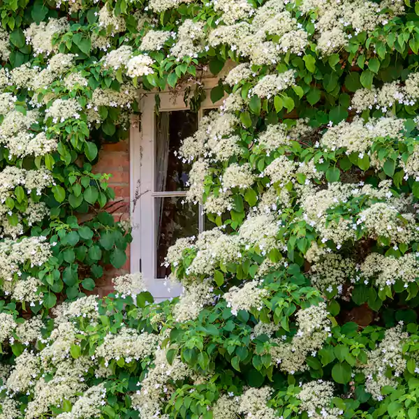 Climbing Hydrangeas