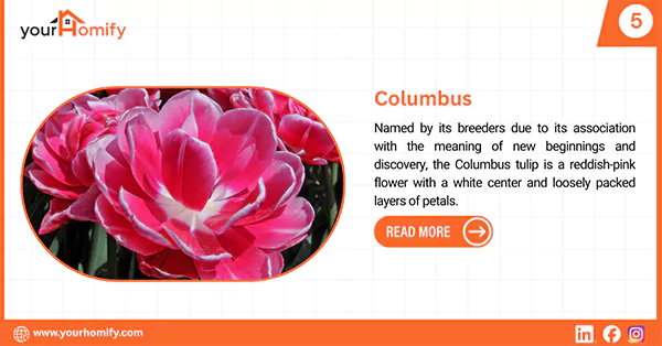 Columbus Tulip