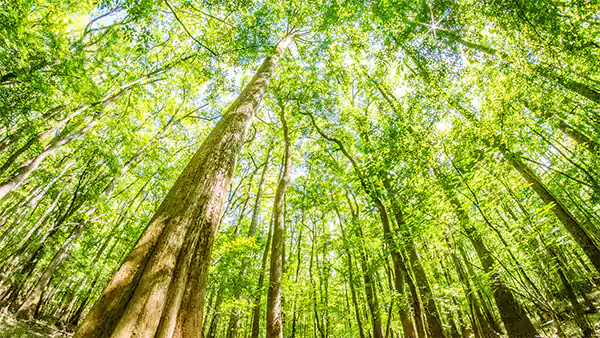 Congaree National Park