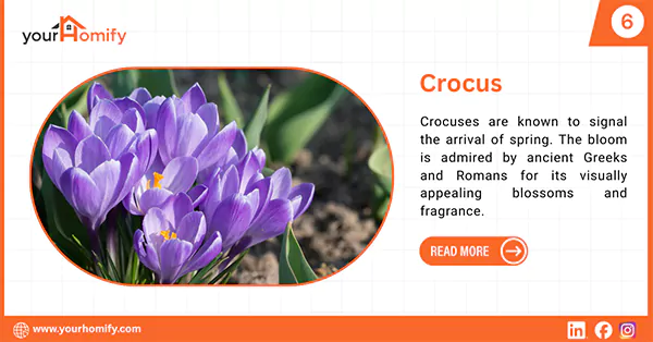 Crocus