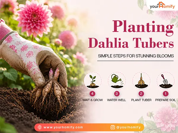Dahlia Tubers