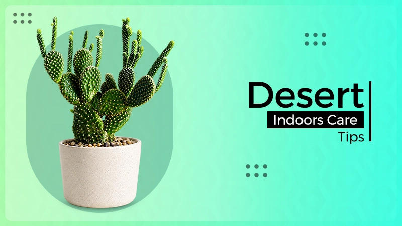 Desert Indoors