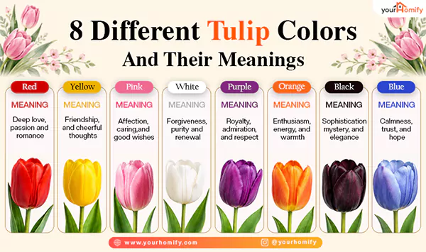Different Tulip Colors and Their Meanings