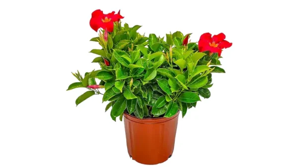 birds of paradise plants Bird of Paradise  Green Acres Nursery & Supply
